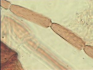 wertaneki Htype 8.jpg