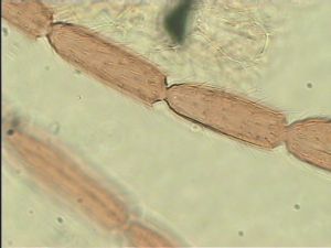 wertaneki Htype 9.jpg