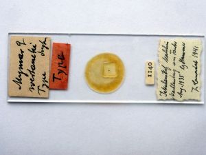 wertaneki Htype s.JPG