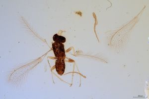 wolfsthali  Soyka Htype 0.jpg