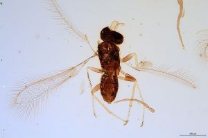 wolfsthali Htype 0-1.jpg