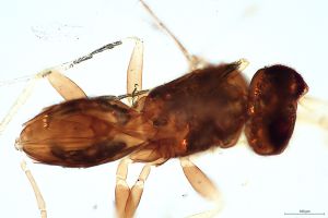 wolfsthali Htype 0-11.jpg