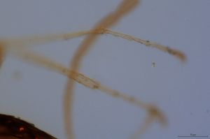 wolfsthali Htype 0-12.jpg