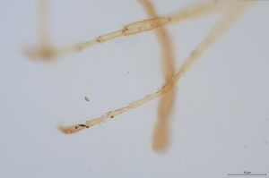 wolfsthali Htype 0-13.jpg