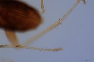 wolfsthali Htype 0-14.jpg