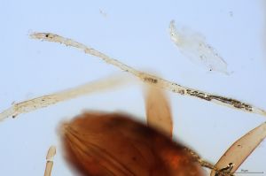 wolfsthali Htype 0-15.jpg