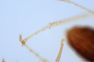 wolfsthali Htype 0-16.jpg