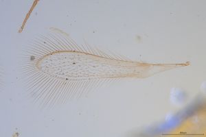 wolfsthali Htype 0-2.jpg