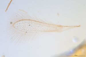 wolfsthali Htype 0-3.jpg