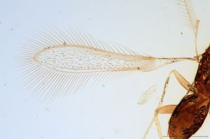 wolfsthali Htype 0-4.jpg