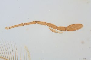 wolfsthali Htype 0-6.jpg