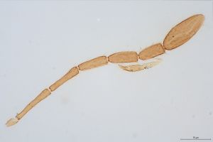 wolfsthali Htype 0-7.jpg