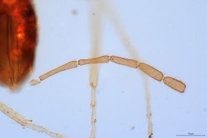 wolfsthali Htype 0-8.jpg