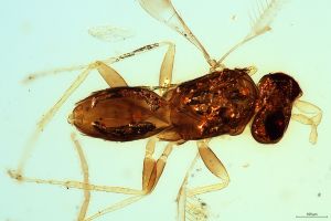 wolfsthali Htype 0-9.jpg