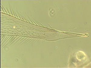 wolfsthali Htype 1.jpg