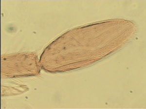 wolfsthali Htype 12.jpg