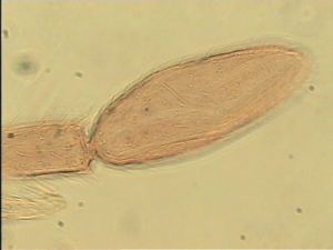 wolfsthali Htype 13.jpg