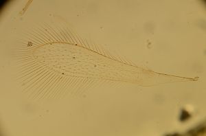 wolfsthali Htype 14.jpg