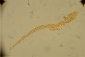 wolfsthali Htype 15.jpg