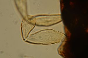 wolfsthali Htype 16.jpg