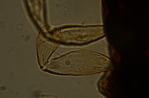 wolfsthali Htype 17.jpg