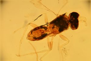 wolfsthali Htype 18.jpg