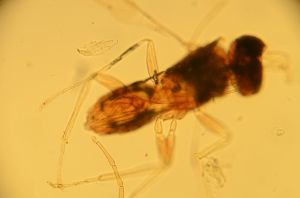 wolfsthali Htype 19.jpg