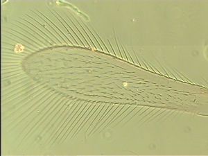 wolfsthali Htype 2.jpg