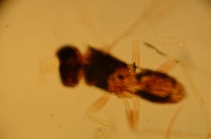 wolfsthali Htype 20.jpg