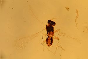 wolfsthali Htype 21.jpg