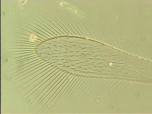 wolfsthali Htype 3.jpg