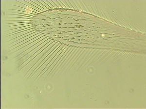 wolfsthali Htype 4.jpg