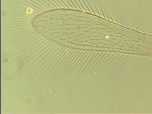 wolfsthali Htype 5.jpg