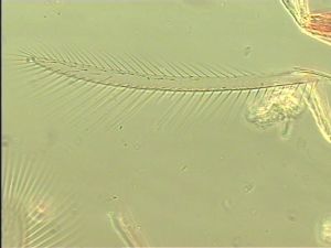 wolfsthali Htype 6.jpg