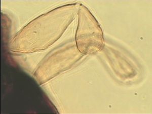 wolfsthali Htype 8.jpg