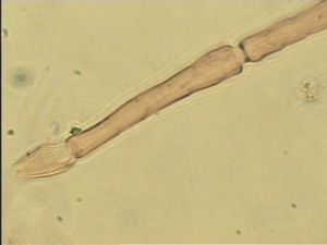 wolfsthali Htype 9.jpg