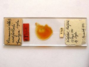 wolfsthali Htype s.JPG