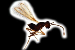 Th1590-0 bolgi Ptype.png