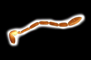 Th3155-I-0-1 brevis.png