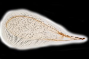 Th3155-I-0-2 brevis.png