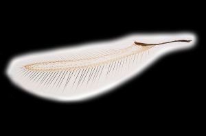 Th3155-I-0-4 brevis.png