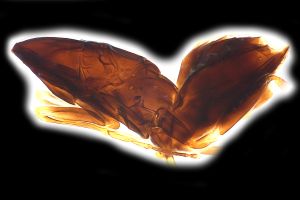 Th3155-I-0-6 brevis.png