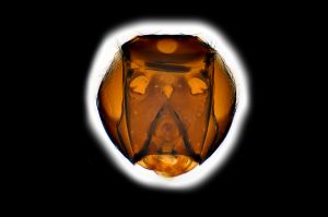 Th3155-II-0 brevis male.png