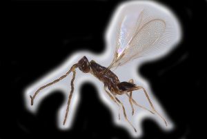 Th3929-0 brevis male.png