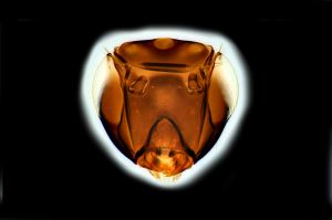 Th3935-0 brevis male.png