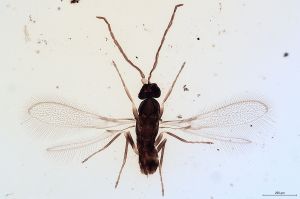 Th2140 brevis male.jpg