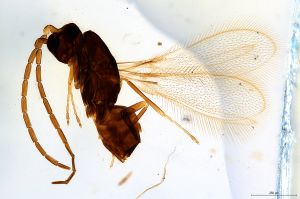 Th1042-0 brevis male.jpg