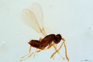 Th1043-0 brevis, pectoralis Ptype.jpg