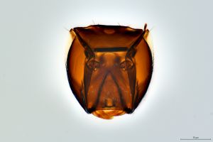 Th3155-I-0 brevis.png