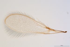 Th3155-I-0-2 brevis.jpg